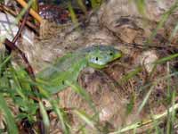 Lézard vert oriental Lacerta trilineata