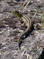 Ophisops élégant Ophisops elegans