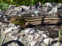 Ophisops élégant Ophisops elegans