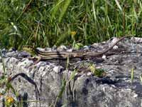 Ophisops élégant Ophisops elegans