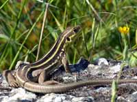 Ophisops élégant Ophisops elegans