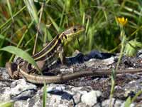 Ophisops élégant Ophisops elegans