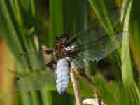 Libellule déprimée (Libellula depressa)