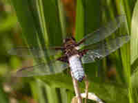 Libellule déprimée (Libellula depressa)