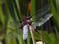 Libellule déprimée (Libellula depressa)