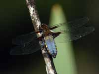 Libellule déprimée (Libellula depressa)