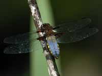 Libellule déprimée (Libellula depressa)