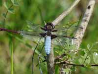 Libellule déprimée (Libellula depressa)