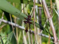 Libellule déprimée (Libellula depressa)