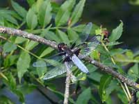 Libellule déprimée (Libellula depressa)