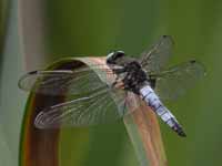 Libellule fauve (Libellula fulva)