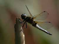 Libellule fauve (Libellula fulva)