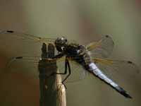 Libellule fauve (Libellula fulva)