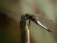 Libellule fauve (Libellula fulva)