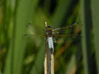 Libellule fauve (Libellula fulva)