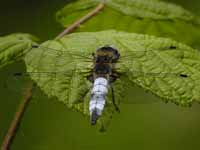 Libellule fauve (Libellula fulva)