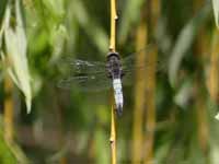 Libellule fauve (Libellula fulva)