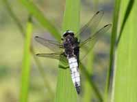 Libellule fauve (Libellula fulva)