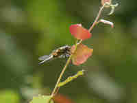 Libellule à quatre taches (Libellula quadrimaculata)