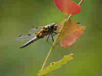 Libellule à quatre taches (Libellula quadrimaculata)