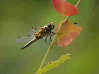 Libellule à quatre taches (Libellula quadrimaculata)