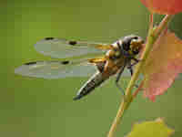 Libellule à quatre taches (Libellula quadrimaculata)