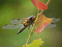 Libellule à quatre taches (Libellula quadrimaculata)