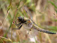 Libellule à quatre taches (Libellula quadrimaculata)