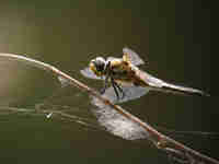 Libellule à quatre taches (Libellula quadrimaculata)