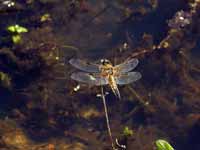 Libellule à quatre taches (Libellula quadrimaculata)