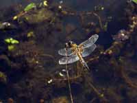 Libellule à quatre taches (Libellula quadrimaculata)