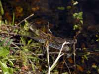 Libellule à quatre taches (Libellula quadrimaculata)