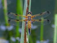 Libellule à quatre taches (Libellula quadrimaculata)