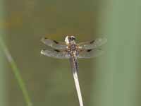 Libellule à quatre taches (Libellula quadrimaculata)