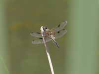 Libellule à quatre taches (Libellula quadrimaculata)