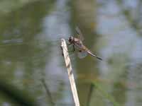 Libellule à quatre taches (Libellula quadrimaculata)