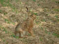 Lièvre Lepus europaeus