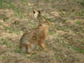 Lièvre Lepus europaeus