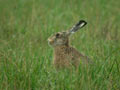 Lièvre Lepus europaeus