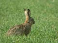 Lièvre Lepus europaeus