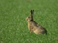 Lièvre Lepus europaeus