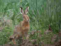 Lièvre Lepus europaeus