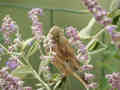 Linotte mélodieuse Linaria cannabina