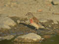 Linotte mélodieuse Carduelis cannabina