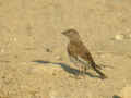 Linotte mélodieuse Carduelis cannabina