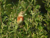 Linotte mélodieuse Linaria cannabina