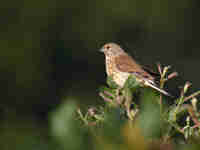 Linotte mélodieuse Linaria cannabina