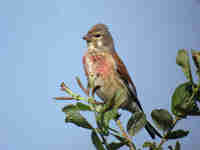 Linotte mélodieuse Linaria cannabina