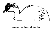 Grèbe castagneux/Benoît Robin