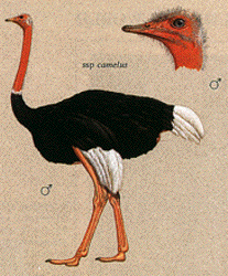 Struthio c. camelus (HBW 1)